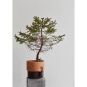 Northern - Oasis Blumentopf Zweifarbig Medium | Schwarz